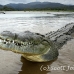 crocodile_american_tar_h_1128_cos2076.jpg